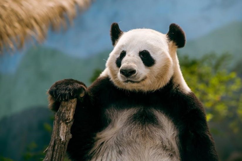 save panda hv plots to pdf python -single