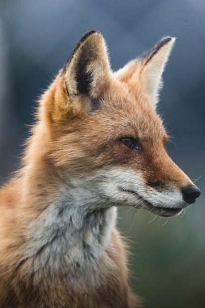 fox animal spirit guide